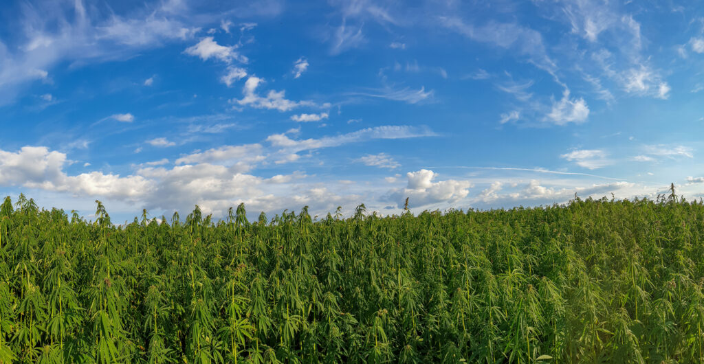 Discover How Hemp Helps the Environment: A Green Solution