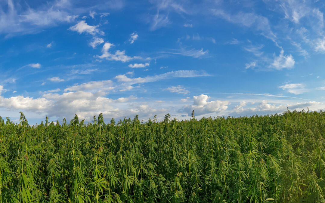 Discover How Hemp Helps the Environment: A Green Solution