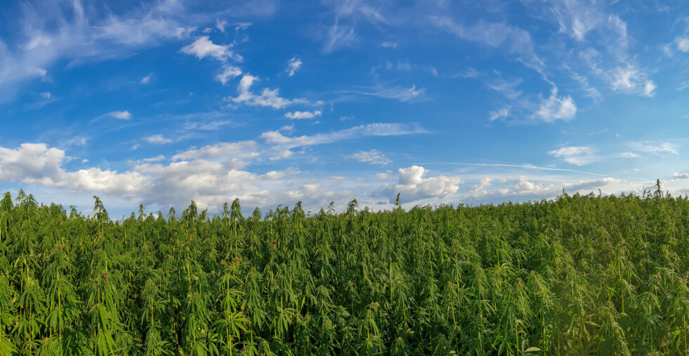 Discover How Hemp Helps the Environment A Green Solution