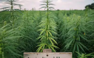 Does Hemp Smell Like Weed When Growing? Let’s Explore!